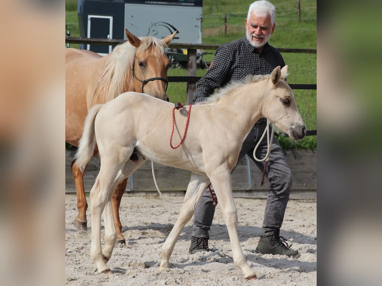 American Quarter Horse Hengst 1 Jaar 148 cm Palomino in Müglitztal