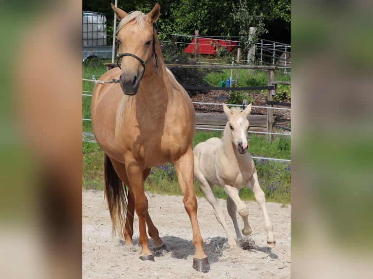 American Quarter Horse Hengst 1 Jaar 148 cm Palomino in Müglitztal