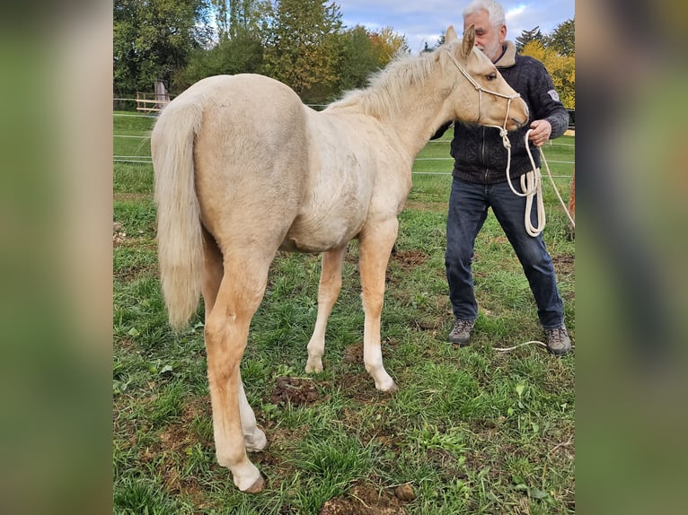 American Quarter Horse Hengst 1 Jaar 148 cm Palomino in Müglitztal