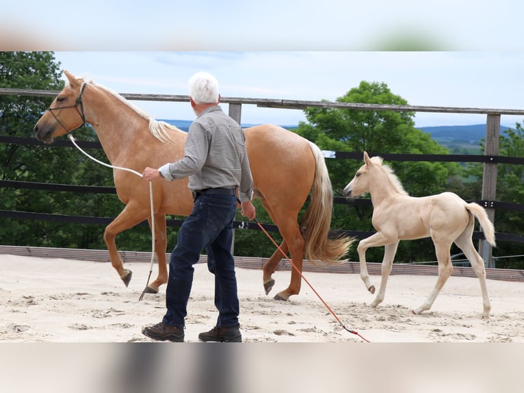 American Quarter Horse Hengst 1 Jaar 148 cm Palomino in Müglitztal