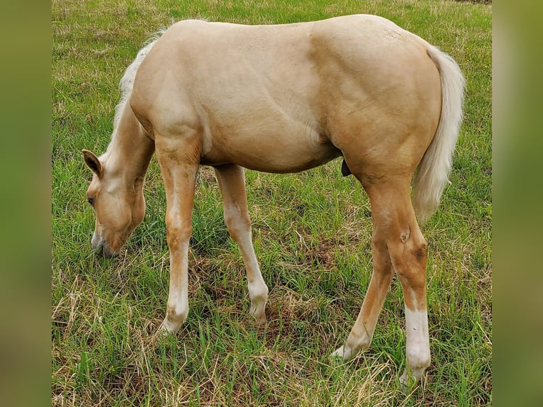 American Quarter Horse Hengst 1 Jaar 148 cm Palomino in Müglitztal