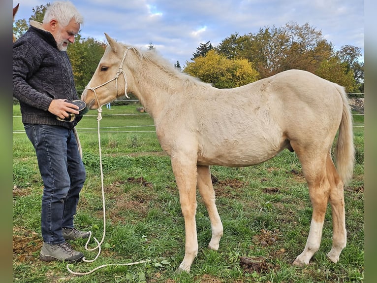 American Quarter Horse Hengst 1 Jaar 148 cm Palomino in Müglitztal