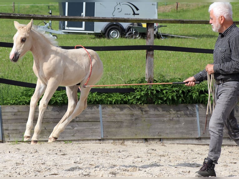 American Quarter Horse Hengst 1 Jaar 148 cm Palomino in Müglitztal