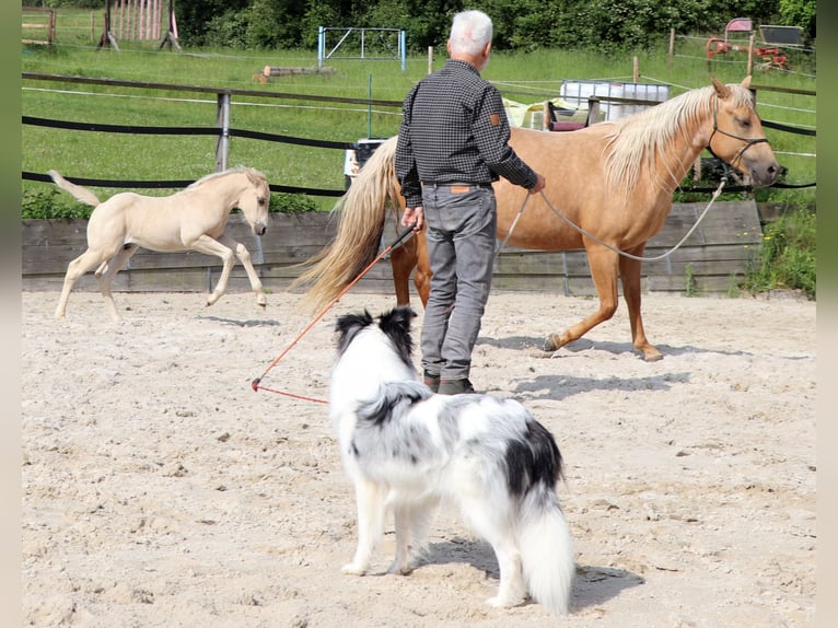 American Quarter Horse Hengst 1 Jaar 148 cm Palomino in Müglitztal