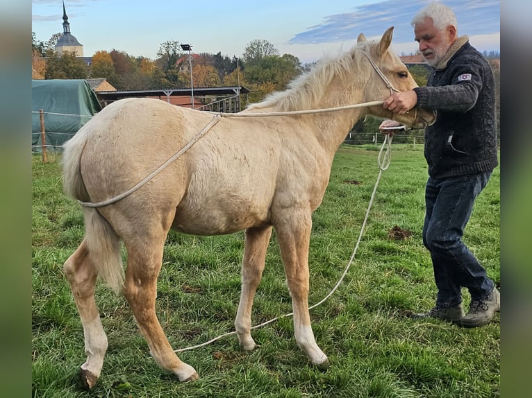 American Quarter Horse Hengst 1 Jaar 148 cm Palomino in Müglitztal