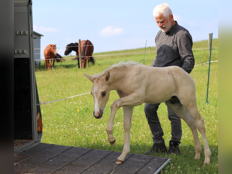 American Quarter Horse Hengst 1 Jaar 148 cm Palomino in Müglitztal