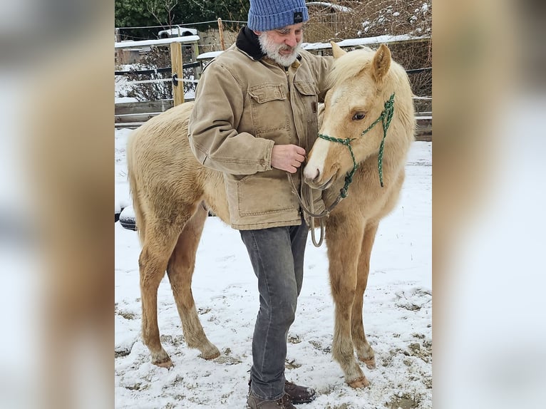 American Quarter Horse Hengst 1 Jaar 148 cm Palomino in Müglitztal