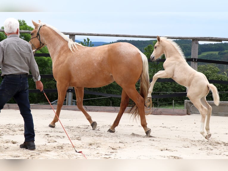 American Quarter Horse Hengst 1 Jaar 148 cm Palomino in Müglitztal