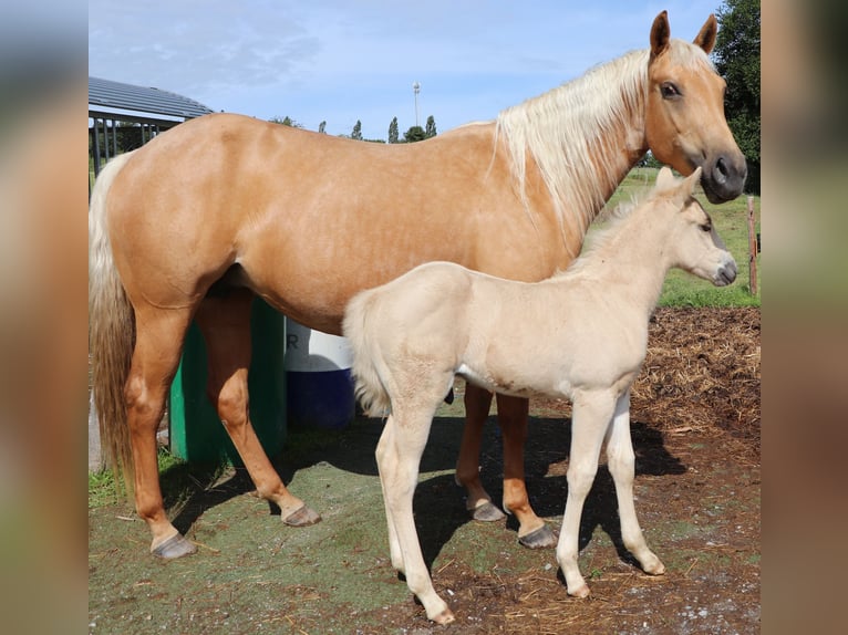 American Quarter Horse Hengst 1 Jaar 148 cm Palomino in Müglitztal