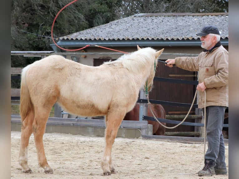 American Quarter Horse Hengst 1 Jaar 148 cm Palomino in Müglitztal