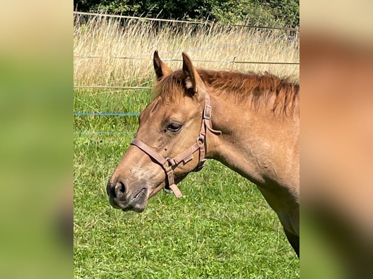 American Quarter Horse Hengst 1 Jaar 148 cm Red Dun in Erbendorf