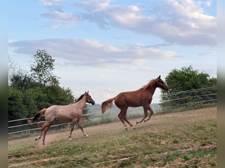 American Quarter Horse Hengst 1 Jaar 148 cm Red Dun in Erbendorf