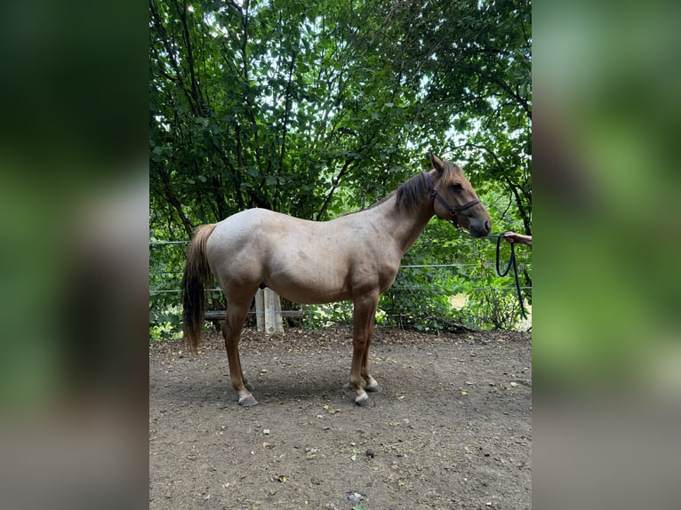 American Quarter Horse Hengst 1 Jaar 148 cm Red Dun in Erbendorf