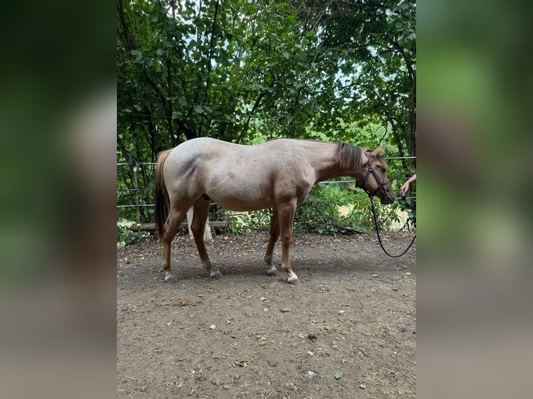 American Quarter Horse Hengst 1 Jaar 148 cm Red Dun in Erbendorf