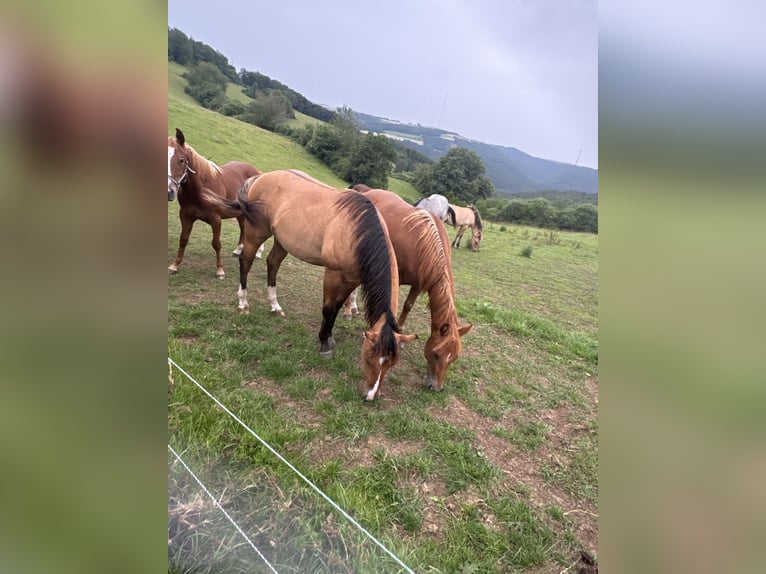 American Quarter Horse Hengst 1 Jaar 148 cm Vos in Daleiden