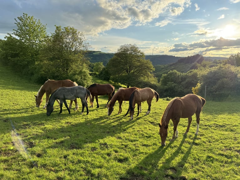 American Quarter Horse Hengst 1 Jaar 148 cm Vos in Daleiden