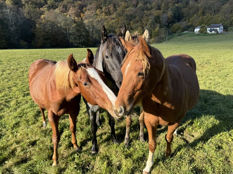 American Quarter Horse Hengst 1 Jaar 148 cm Vos in Daleiden