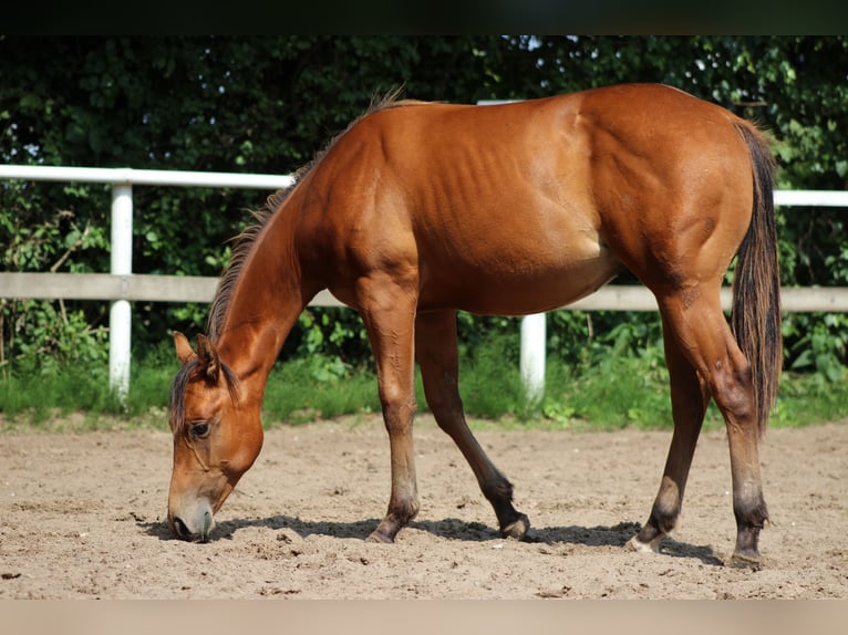 American Quarter Horse Hengst 1 Jaar 149 cm Bruin in Stade