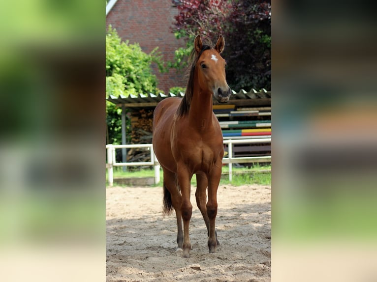 American Quarter Horse Hengst 1 Jaar 149 cm Bruin in Stade