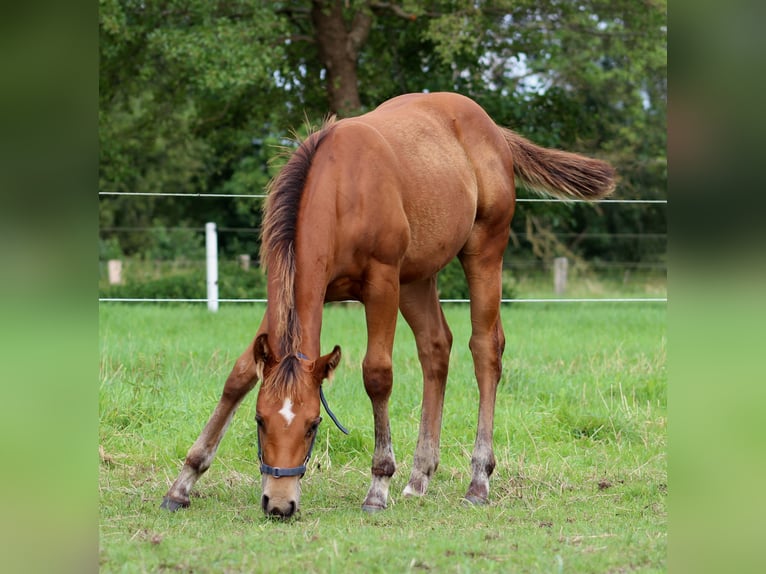 American Quarter Horse Hengst 1 Jaar 149 cm Bruin in Stade