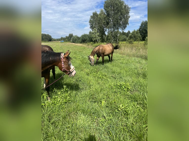 American Quarter Horse Hengst 1 Jaar 149 cm Buckskin in Warszawa