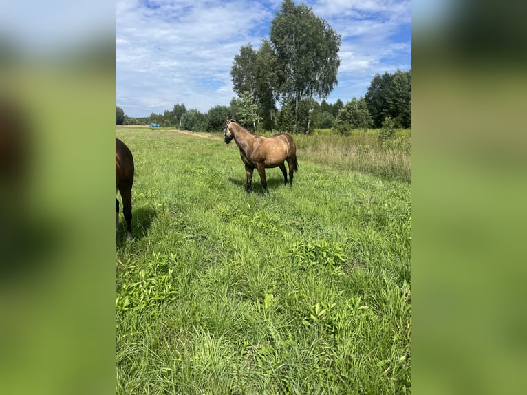 American Quarter Horse Hengst 1 Jaar 149 cm Buckskin in Warszawa