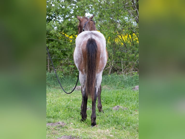 American Quarter Horse Hengst 1 Jaar 150 cm Brown Falb schimmel in Neumünster