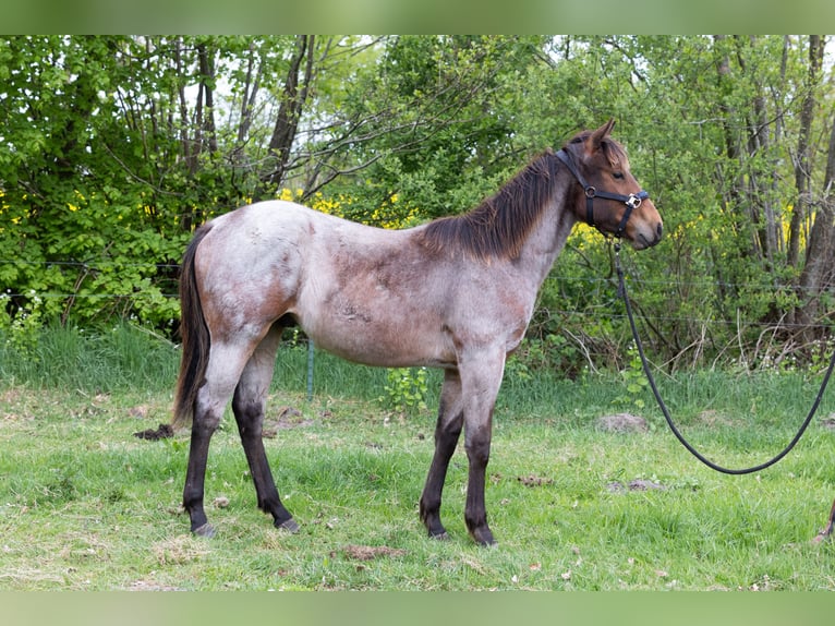 American Quarter Horse Hengst 1 Jaar 150 cm Brown Falb schimmel in Neumünster
