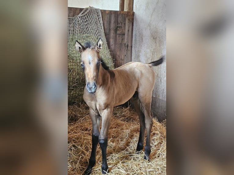 American Quarter Horse Hengst 1 Jaar 150 cm Brown Falb schimmel in Amorbach