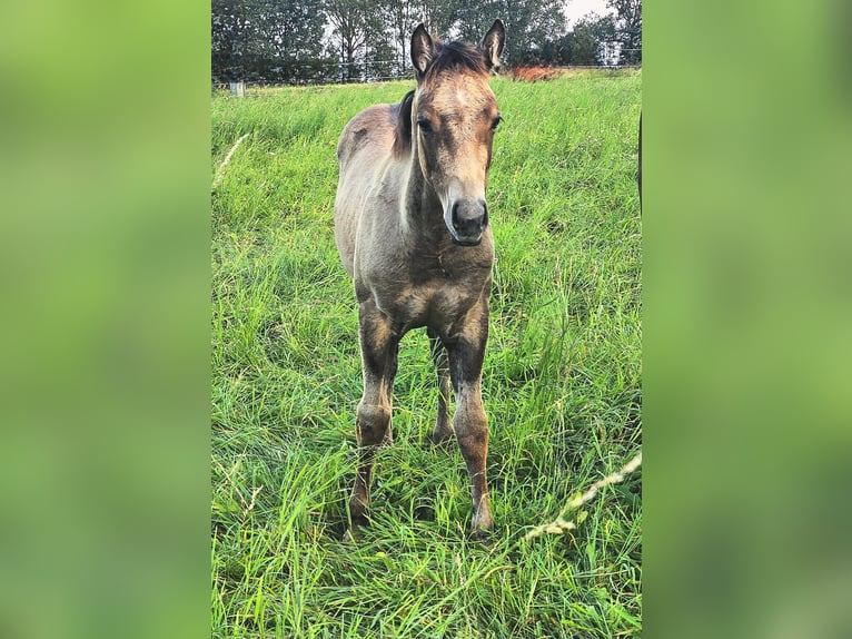 American Quarter Horse Hengst 1 Jaar 150 cm Brown Falb schimmel in Amorbach