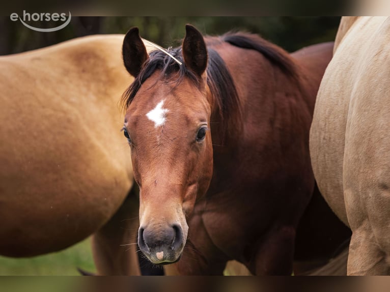 American Quarter Horse Hengst 1 Jaar 150 cm Bruin in Dietenheim