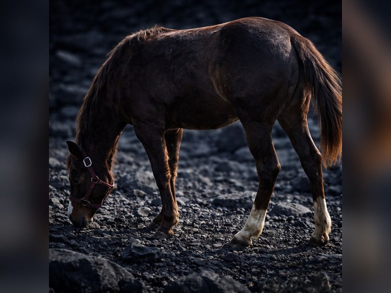 American Quarter Horse Hengst 1 Jaar 150 cm Bruin in Betekom