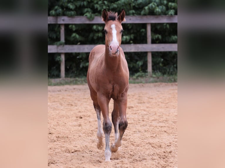 American Quarter Horse Hengst 1 Jaar 150 cm Bruin in Waldshut-Tiengen