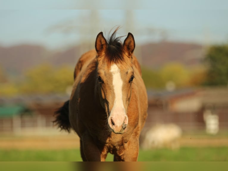 American Quarter Horse Hengst 1 Jaar 150 cm Bruin in Waldshut-Tiengen