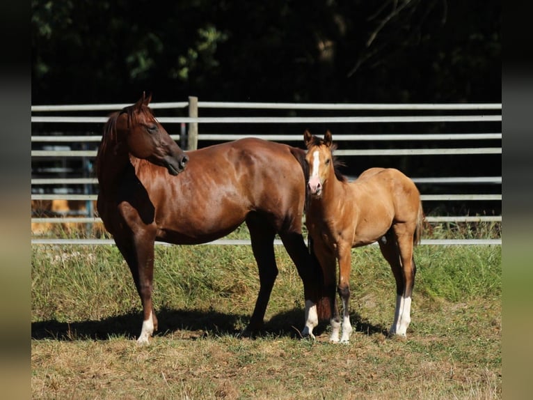 American Quarter Horse Hengst 1 Jaar 150 cm Bruin in Waldshut-Tiengen