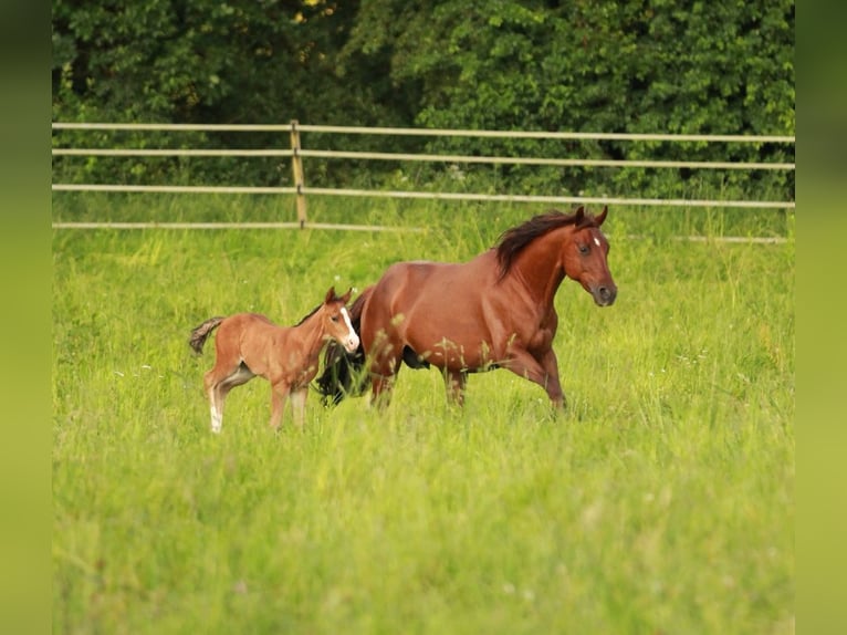 American Quarter Horse Hengst 1 Jaar 150 cm Bruin in Waldshut-Tiengen