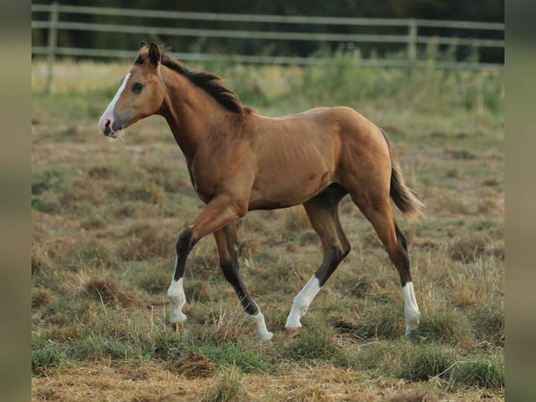 American Quarter Horse Hengst 1 Jaar 150 cm Bruin in Waldshut-Tiengen