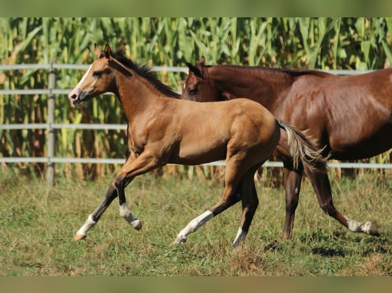 American Quarter Horse Hengst 1 Jaar 150 cm Bruin in Waldshut-Tiengen