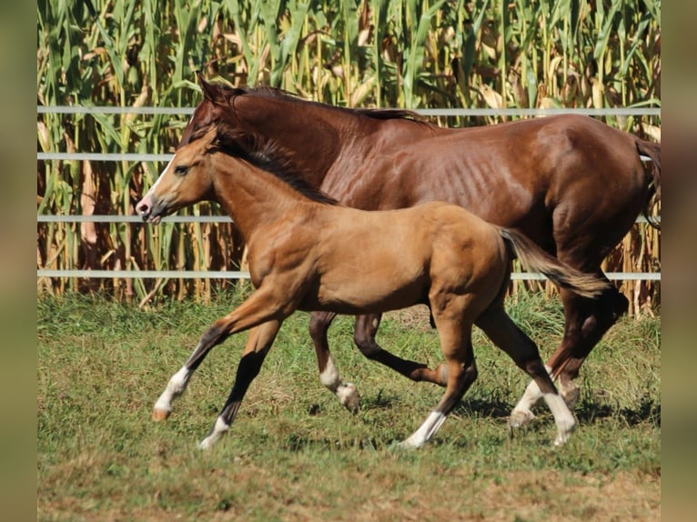 American Quarter Horse Hengst 1 Jaar 150 cm Bruin in Waldshut-Tiengen