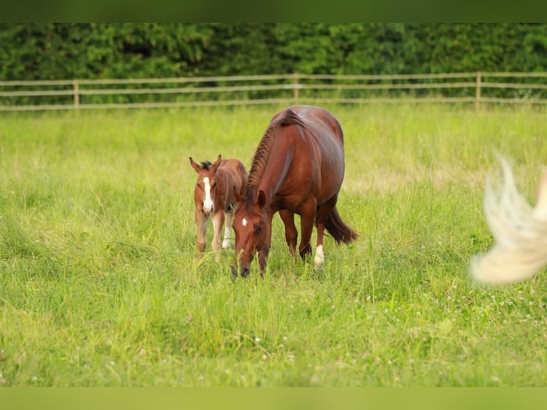 American Quarter Horse Hengst 1 Jaar 150 cm Bruin in Waldshut-Tiengen