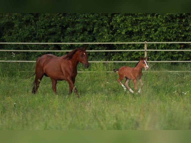 American Quarter Horse Hengst 1 Jaar 150 cm Bruin in Waldshut-Tiengen