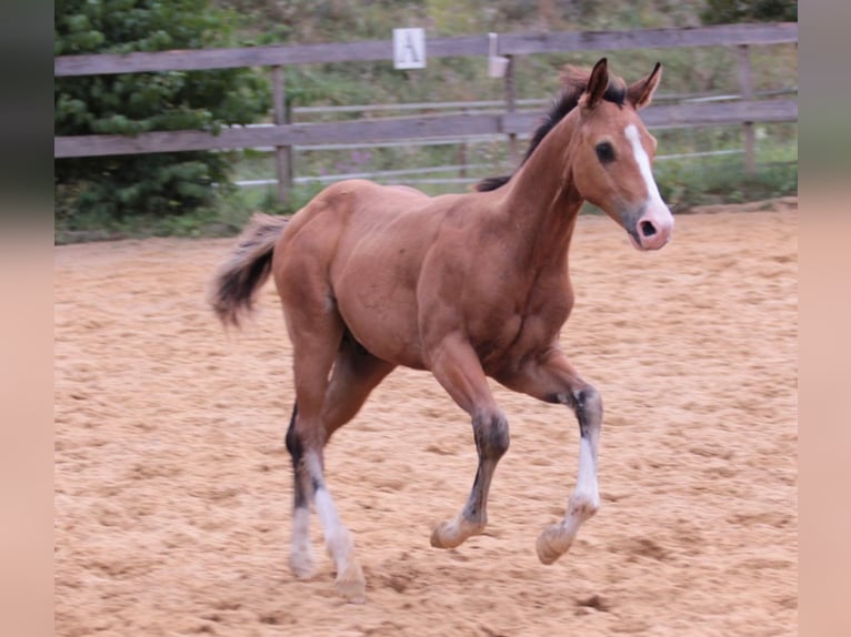 American Quarter Horse Hengst 1 Jaar 150 cm Bruin in Waldshut-Tiengen