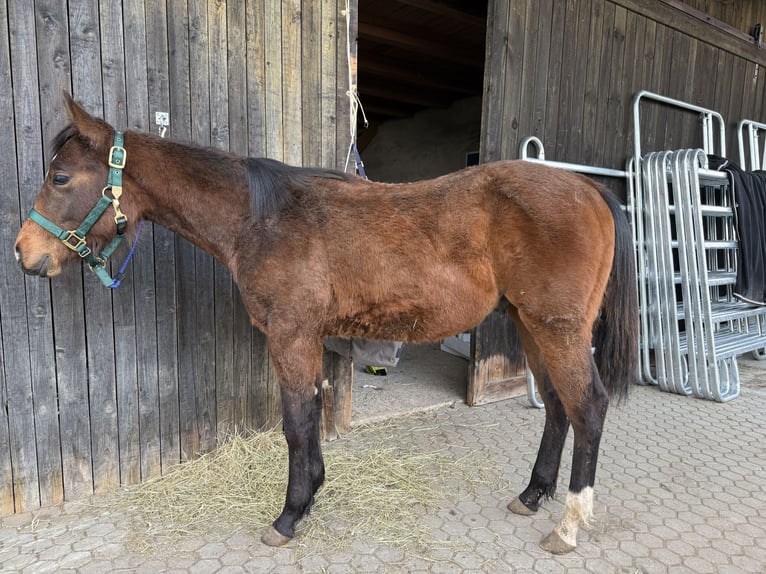 American Quarter Horse Hengst 1 Jaar 150 cm Bruin in Riedenburg