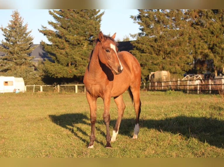 American Quarter Horse Hengst 1 Jaar 150 cm Bruin in Neustadt