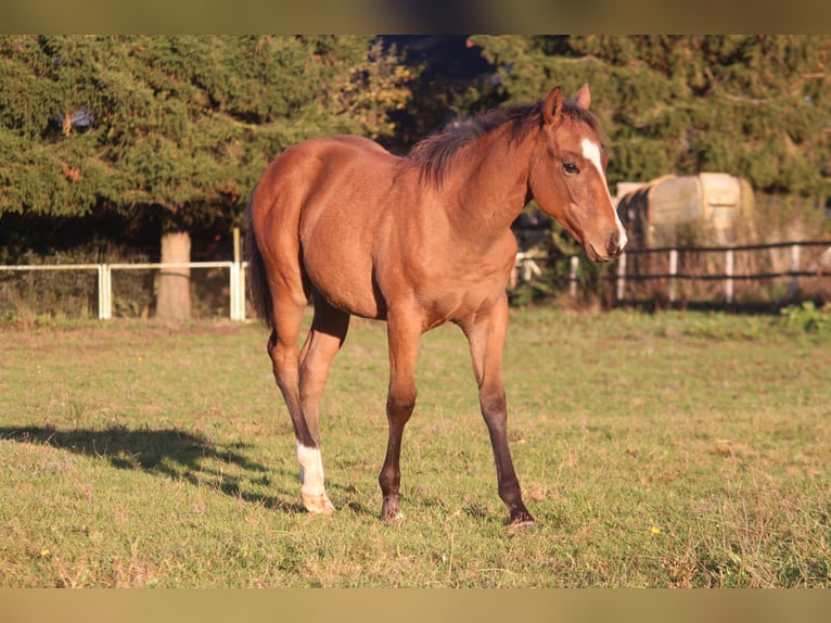 American Quarter Horse Hengst 1 Jaar 150 cm Bruin in Neustadt