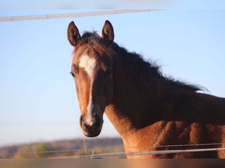 American Quarter Horse Hengst 1 Jaar 150 cm Bruin in Neustadt