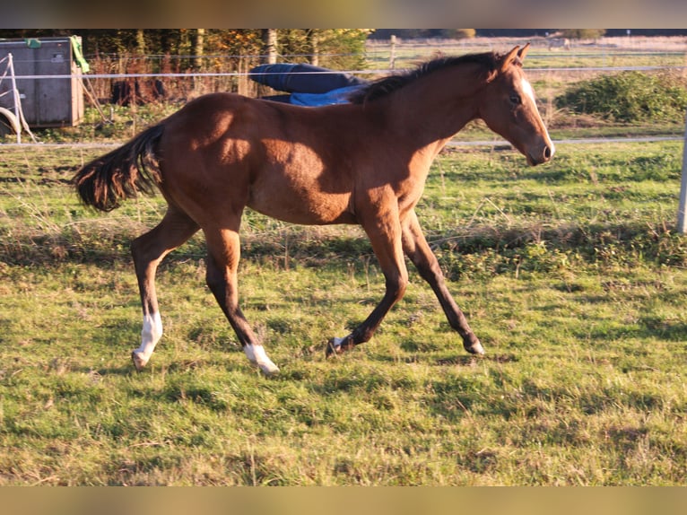 American Quarter Horse Hengst 1 Jaar 150 cm Bruin in Neustadt