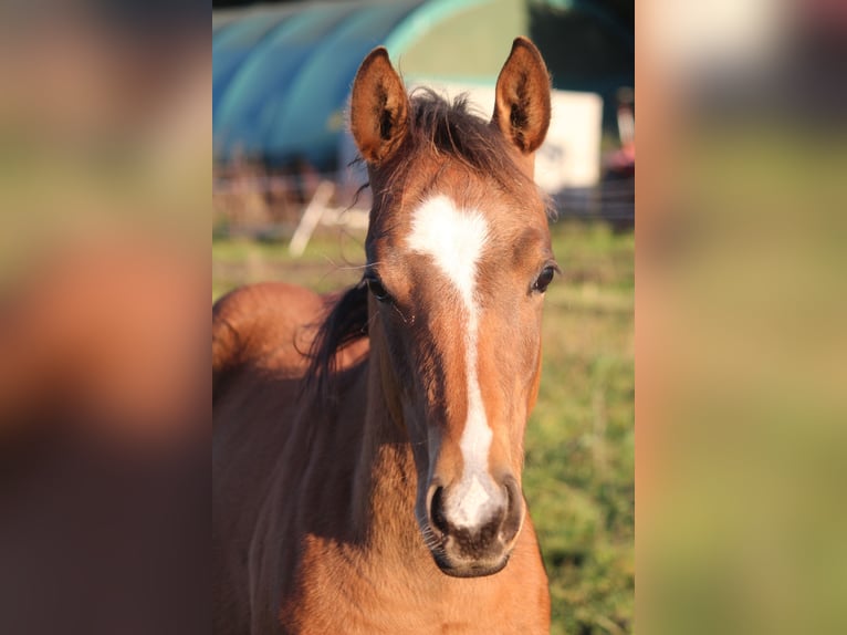 American Quarter Horse Hengst 1 Jaar 150 cm Bruin in Neustadt