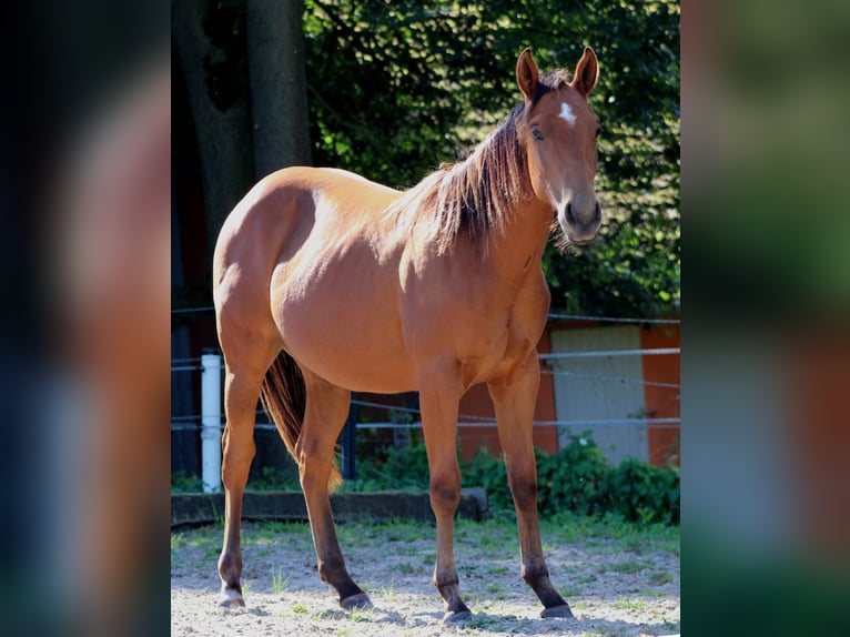 American Quarter Horse Hengst 1 Jaar 150 cm Bruin in Stade
