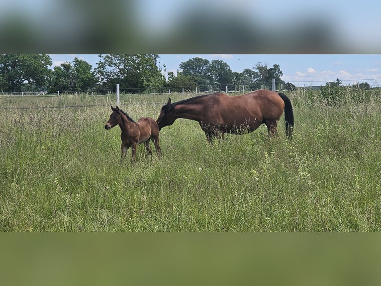 American Quarter Horse Hengst 1 Jaar 150 cm Bruin in Neupotz